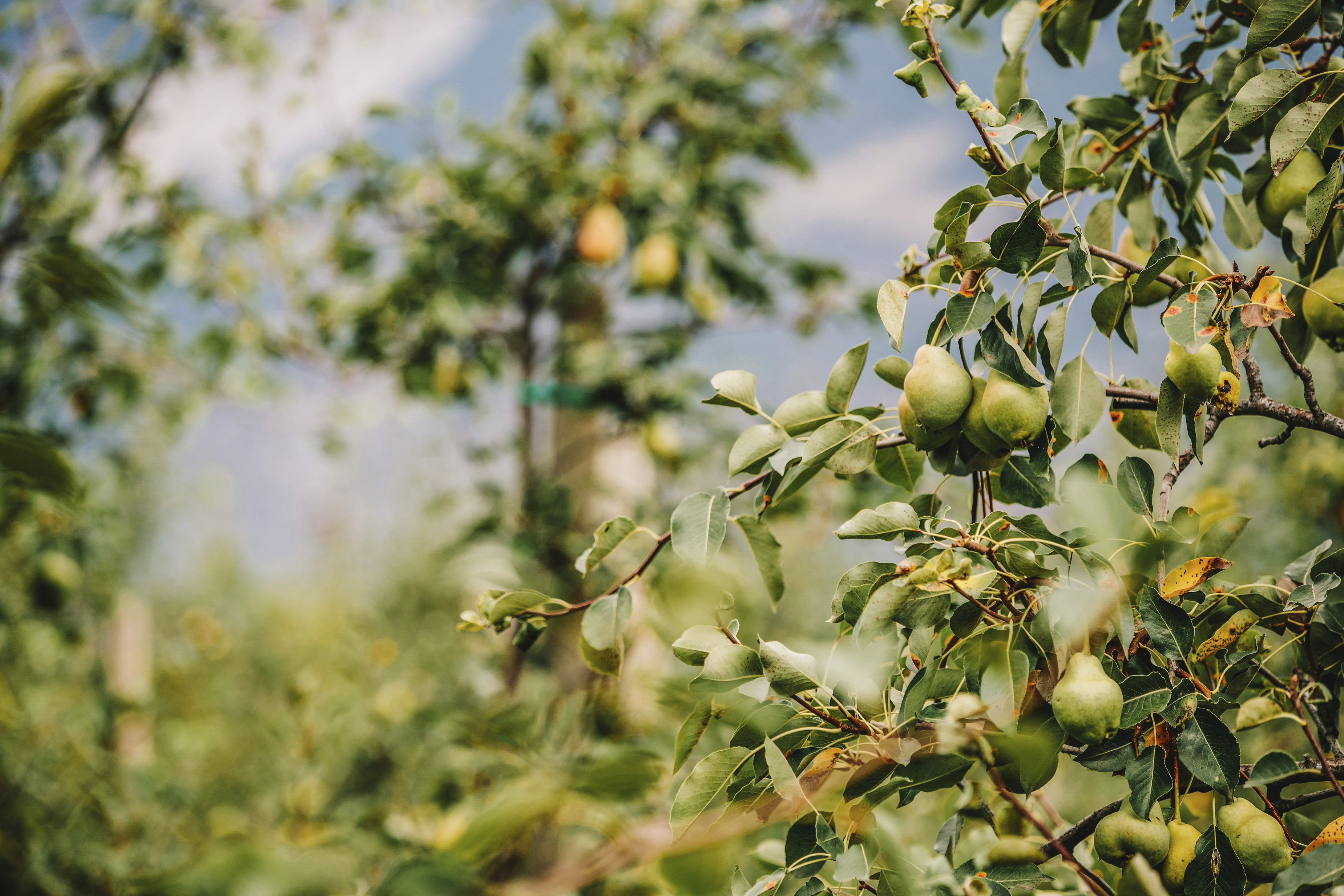 Bike-Paradies Vinschgau