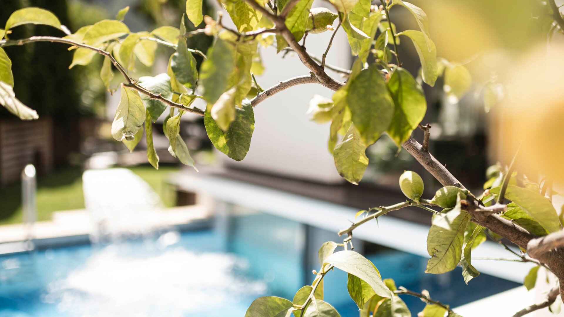 Rami di un albero con foglie verdi e frutti, in primo piano, mentre sullo sfondo si intravede una piscina blu con acqua che scorre. L'atmosfera è luminosa e rilassante, circondata da un giardino curato.