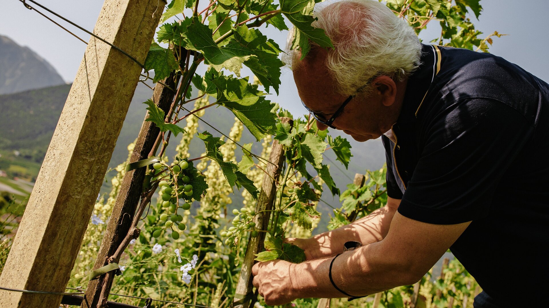 A person with gray hair is tending to grapevines in a vineyard. They are carefully adjusting the leaves and branches, surrounded by lush greenery and distant mountains under a clear sky. The scene conveys a serene and productive atmosphere.